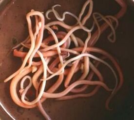 Parásitos intestinales