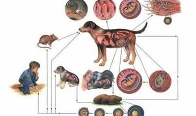 Causas y formas de infección de los gusanos
